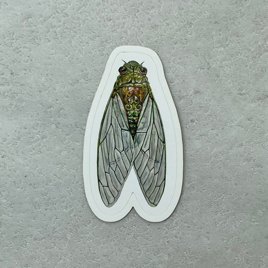 Cicada Sticker